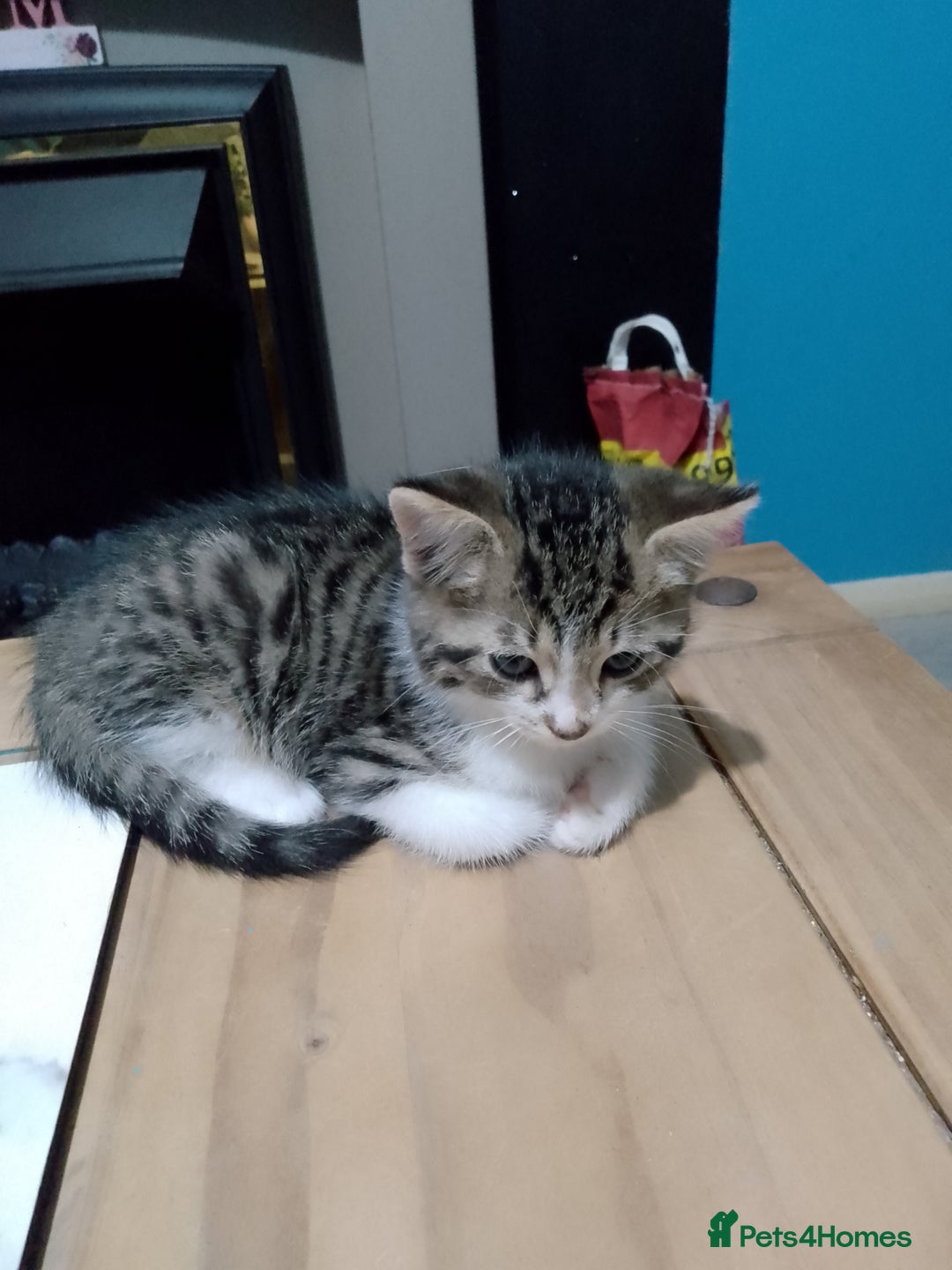 Mixed Breed cats for sale: Beautiful hand reared kittens  - Image 4