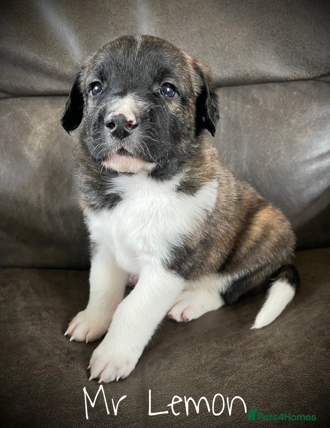 Saint Bernard dogs for sale: St Berdoodle Puppies  - Advert 4