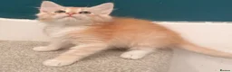 Siberian cats for sale: New imported lines Siberian kittens - Advert 5