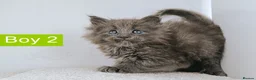 Maine Coon cats for sale: DNA health tested Maine coon kittens  - Advert 28