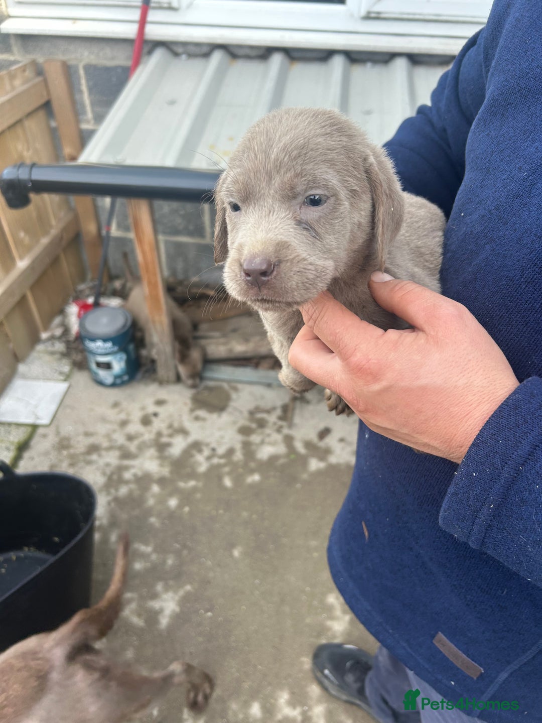 Labrador Retriever dogs for sale: Silver Labrador  - Advert 9
