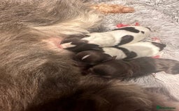 Schnoodle dogs for stud: STUNNING CHOC/WHITE MIN SCHNAUZER AT STUD in Coventry - Image 24