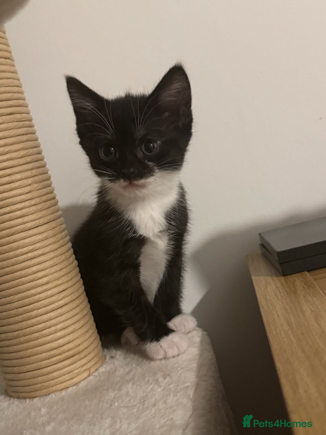 British Shorthair cats for sale: 🤩🤩 ready to go 🤩🤩 - Image 4