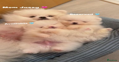 Pomeranian dogs Champion line 🏆 KC registered ✔️ ice white ❄️ - Advert 1