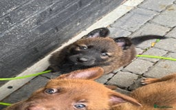 German Shepherd dogs for sale: German shepherd puppies  - Image 5