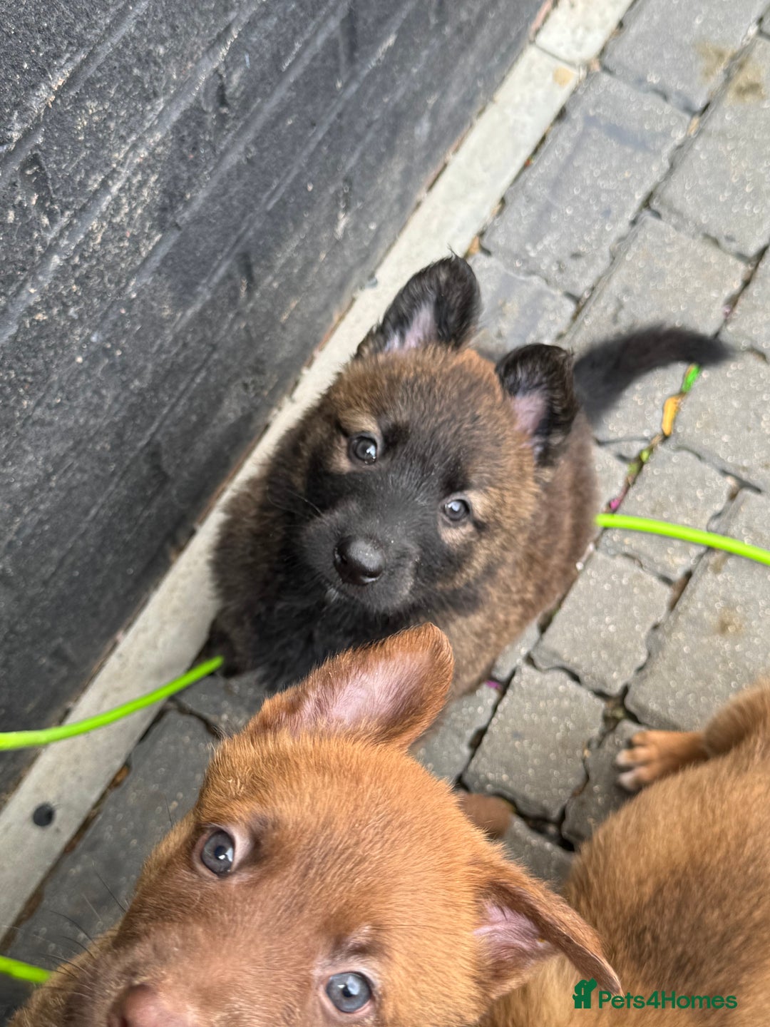 German Shepherd dogs for sale: German shepherd puppies  - Image 5