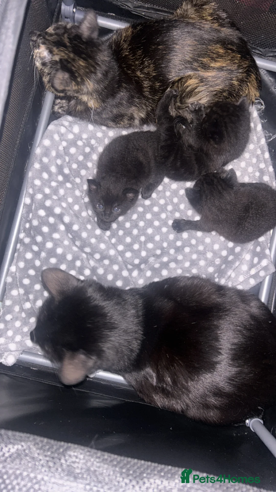 Domestic Shorthair cats for sale: 3 beautiful kittens for sale - Advert 2
