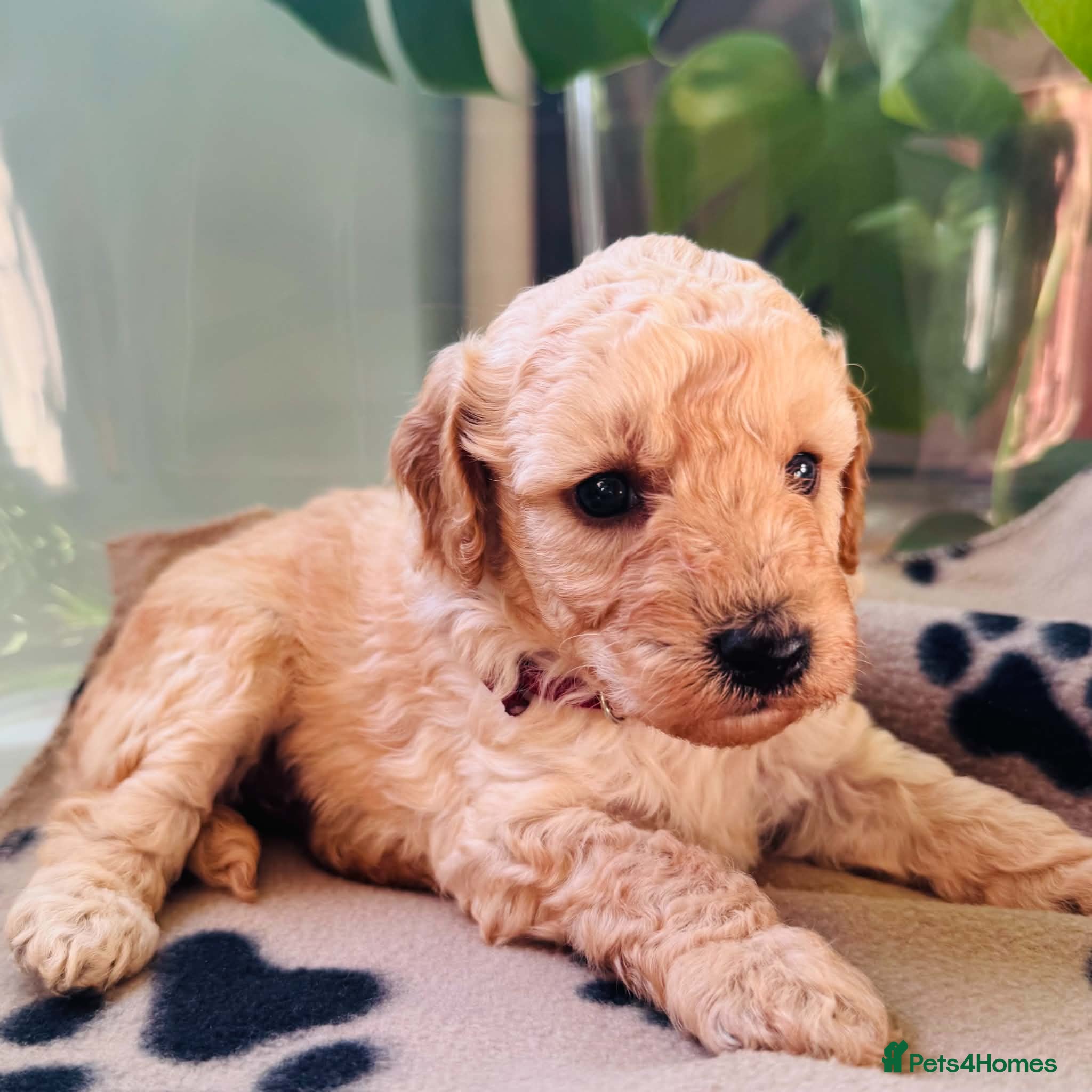 Miniature Poodle dogs for sale: 🐩KC-registered Miniature Poodles Raised with care - Advert 2