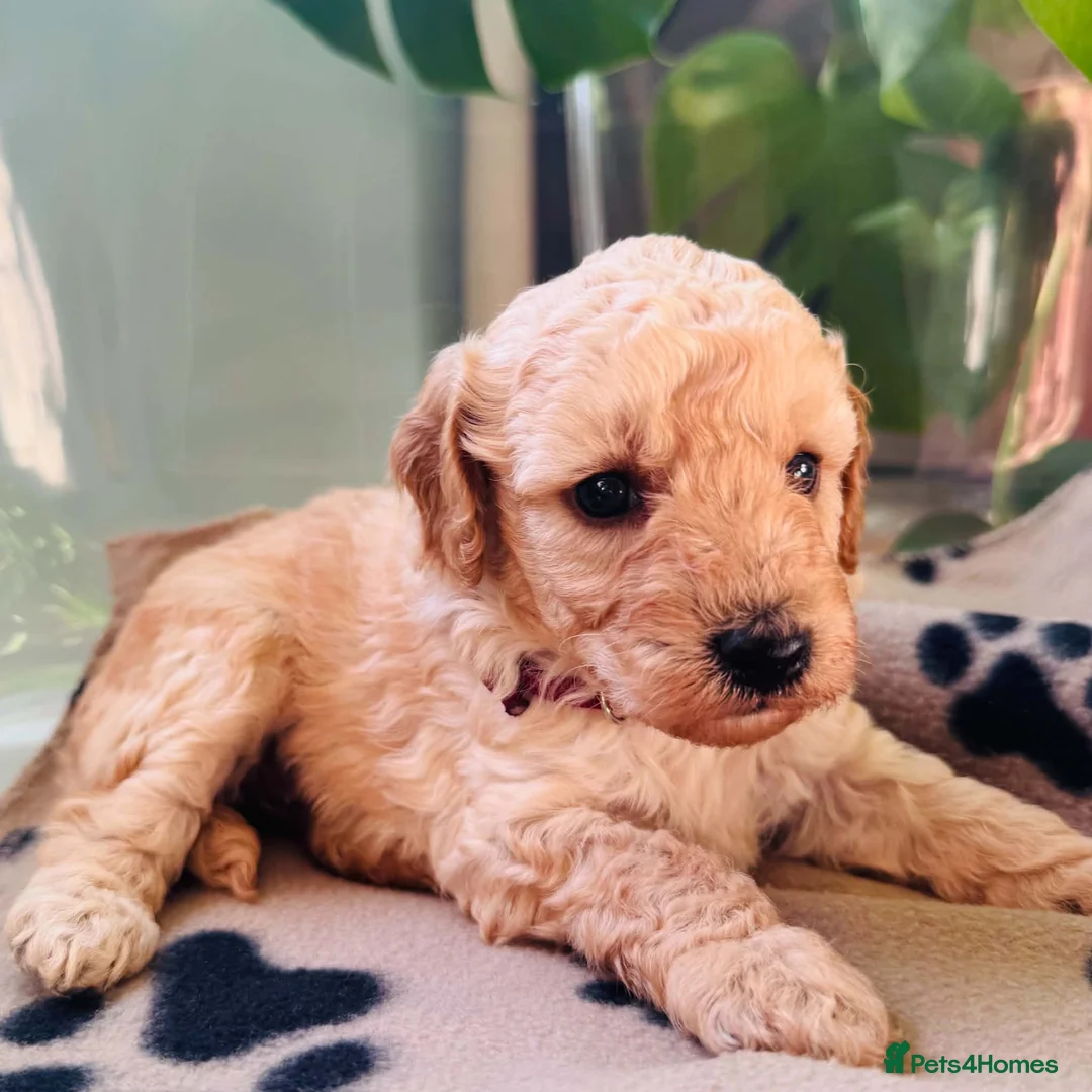 Miniature Poodle dogs for sale: 🐩KC-registered Miniature Poodles Raised with care - Advert 2