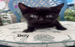 Mixed Breed cats for sale: *READY NOW* 3 beautiful kittens  - Image 5