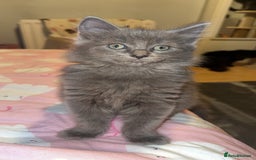 Ragdoll cats for sale: LAST 2 LEFT!!🐾Gorgeous Ragdoll x kittens   - Image 17