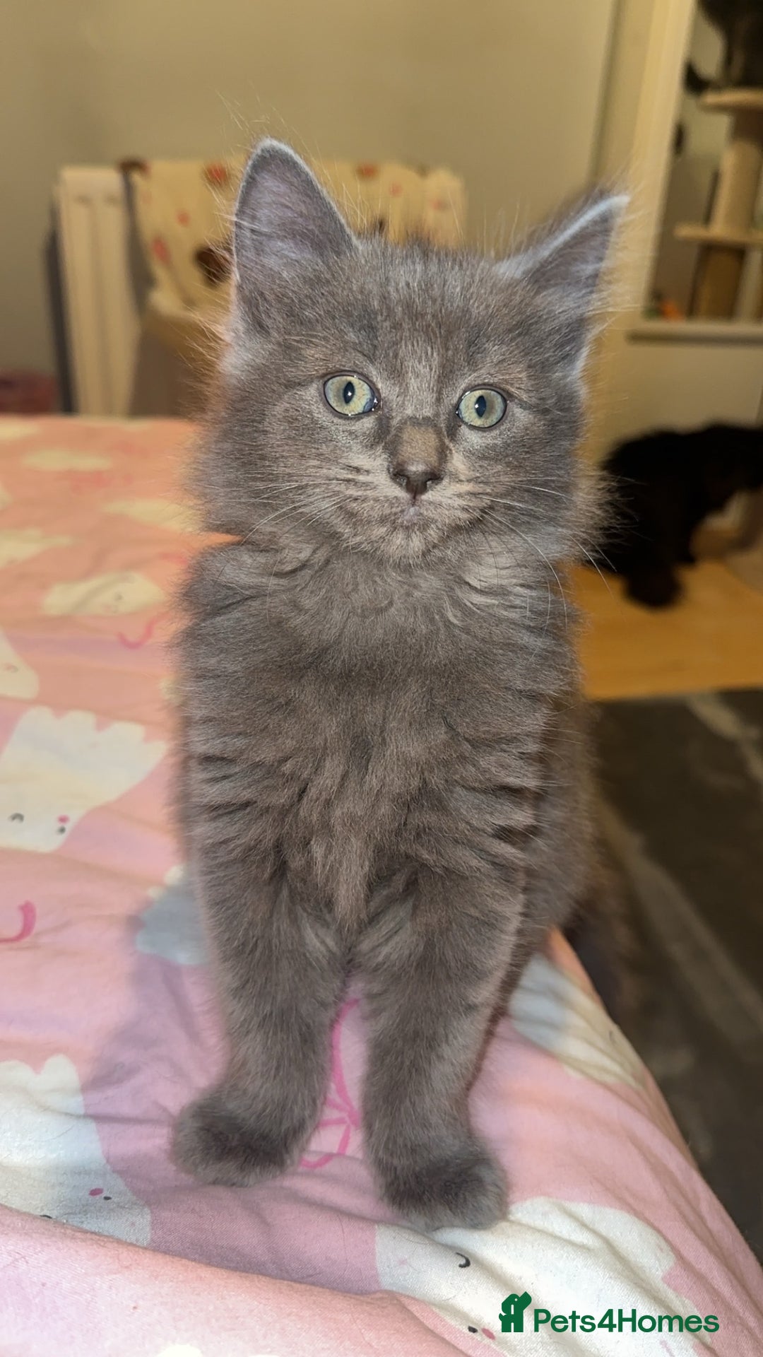 Ragdoll cats for sale: LAST 2 LEFT!!🐾Gorgeous Ragdoll x kittens   - Image 17