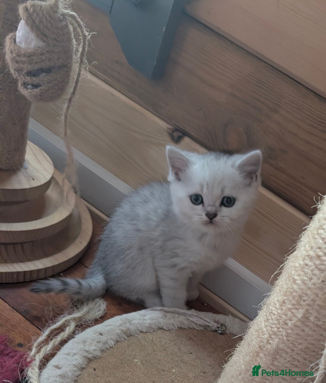 Scottish Fold cats for sale: 🥰 Scottish fold kitties for loving homes 💗 - Advert 4