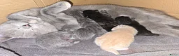 Mixed Breed cats for sale: 6x Gorgeous kittens  - Advert 2