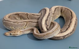 Python Snake reptiles for sale: OrangeDream Pinstripe Yellow Belly hetDesert Ghost - Image 1