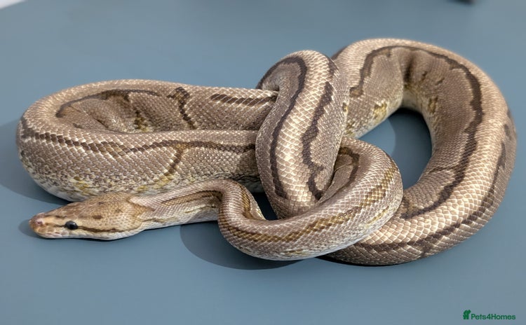 Python Snake reptiles - Advert 11