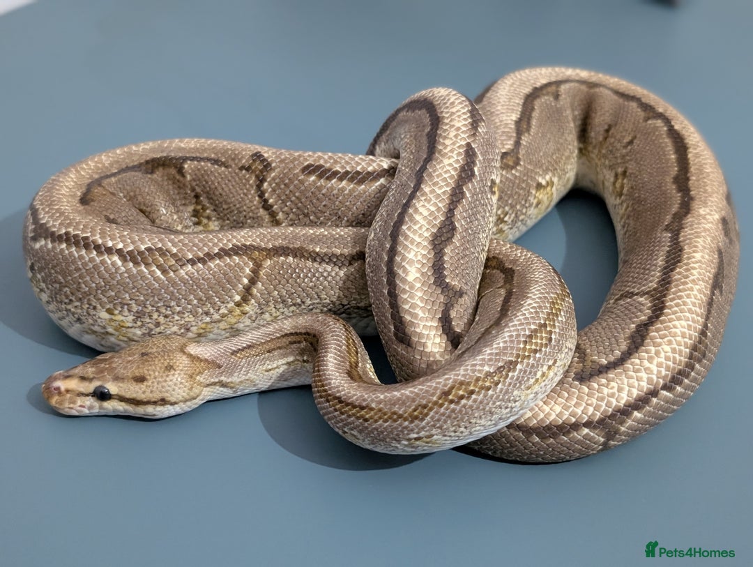 Python Snake reptiles for sale: OrangeDream Pinstripe Yellow Belly hetDesert Ghost - Image 1