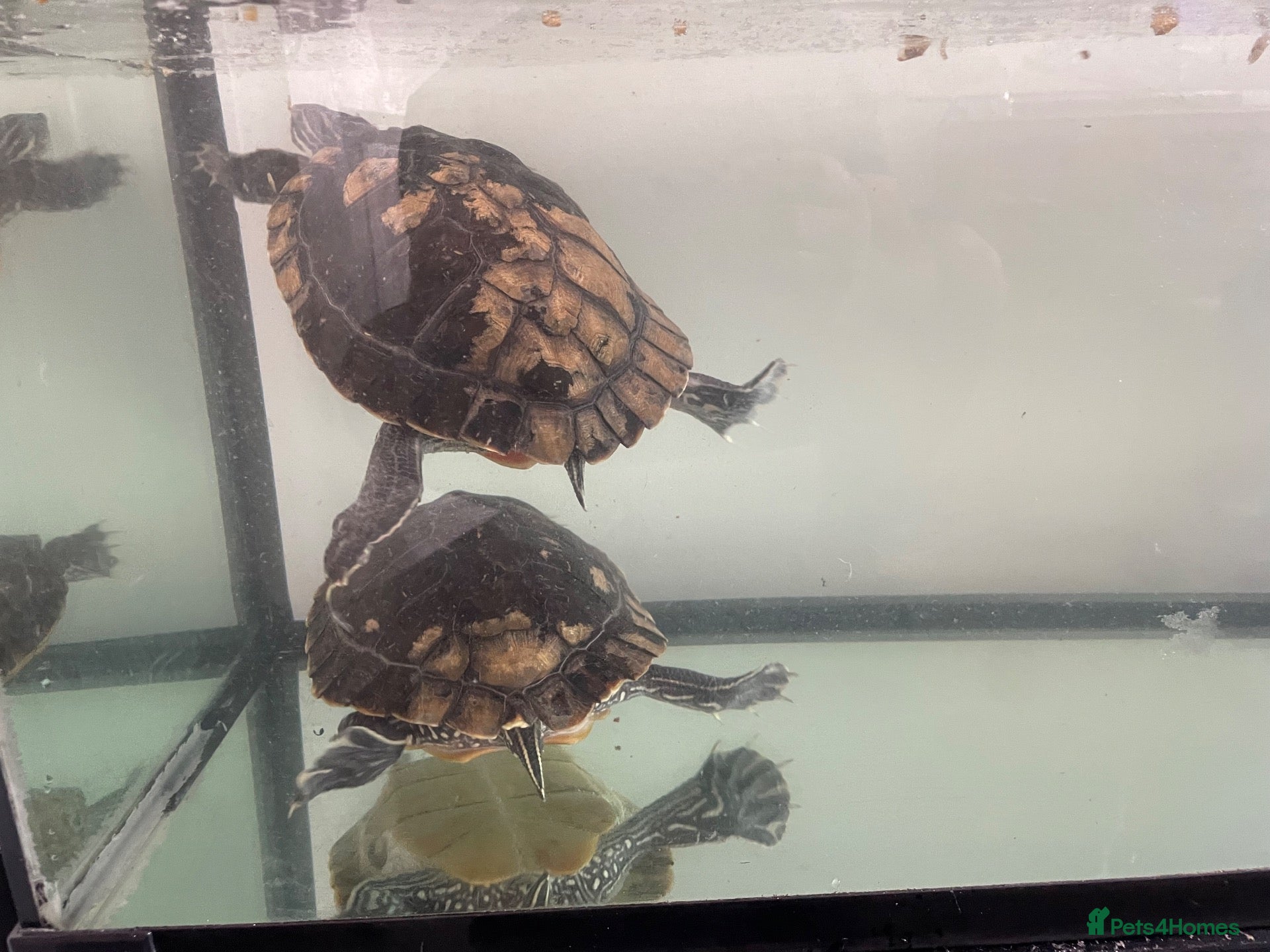 Terrapin reptiles Yellow belly river terrapins  - Advert 1