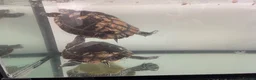 Terrapin reptiles for sale: Yellow belly river terrapins  in Port Talbot - Advert 1