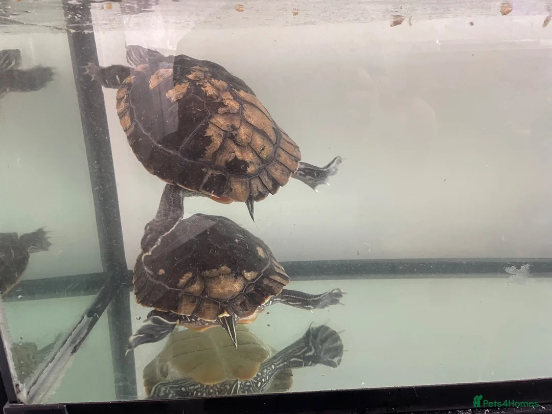 Terrapin reptiles for sale: Yellow belly river terrapins  in Port Talbot - Advert 1