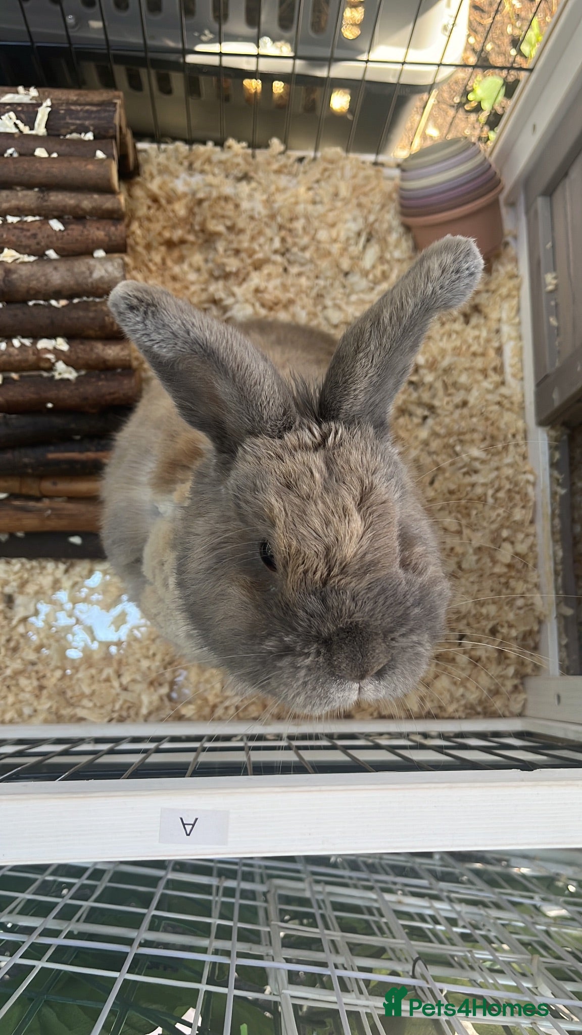 Mixed Breed rabbits Female mini lop x dwarf cross rabbit - Advert 3