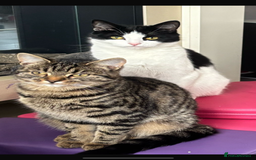 British Shorthair cats for sale: Two litters. 3 tabbies 4 fluffy black and white - Image 9