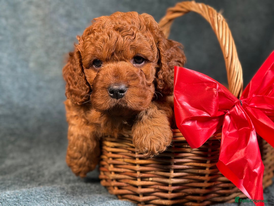 Cavapoo dogs for sale: F1B Cavapoo health tested boutique breeder - Image 12