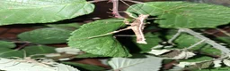 Stick Insects invertebrates for sale: Stick insects babies and adults - Advert 5