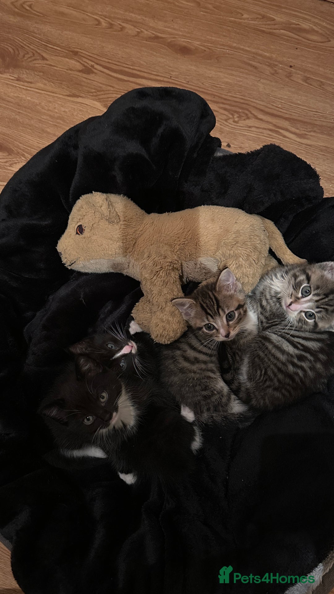 Domestic Shorthair cats for sale: 5 Tabby & Tuxedo kittens for sale - Image 5