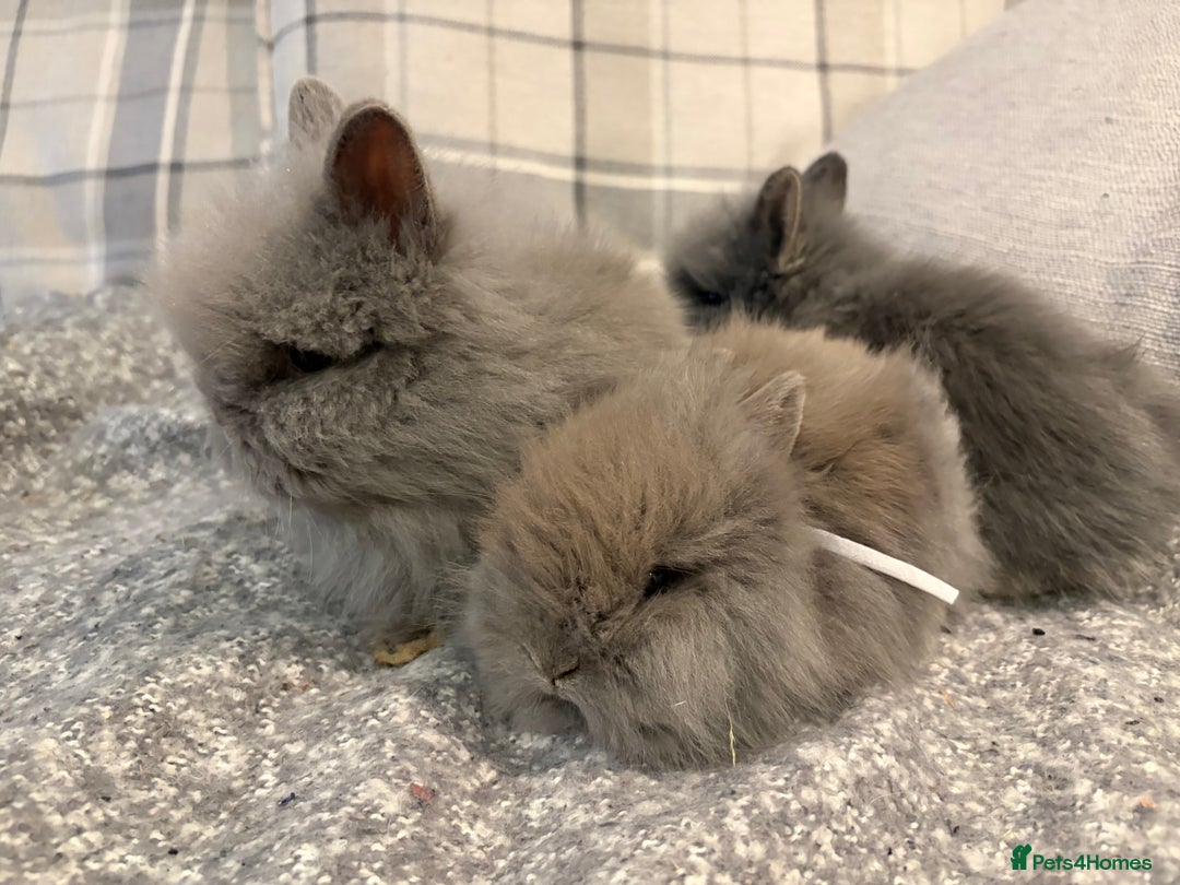Lionhead rabbits for sale: Double maned lion head bunnies for sale  - Image 7