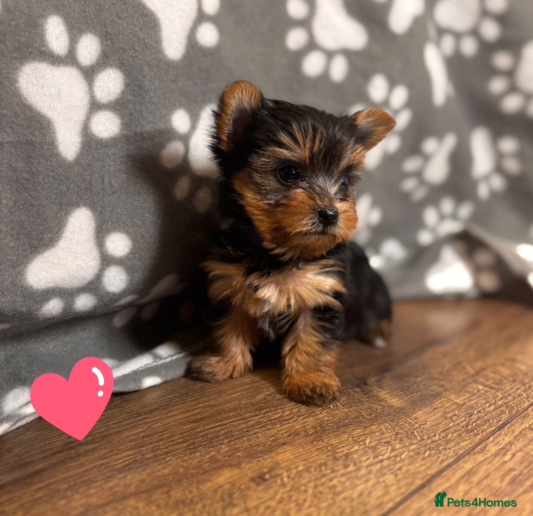 Yorkshire Terrier dogs for sale: Yorkshire terrier puppies for sale - Advert 2