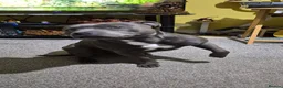 Staffordshire Bull Terrier dogs for sale: Male staffie in Rowlands Gill - Advert 4