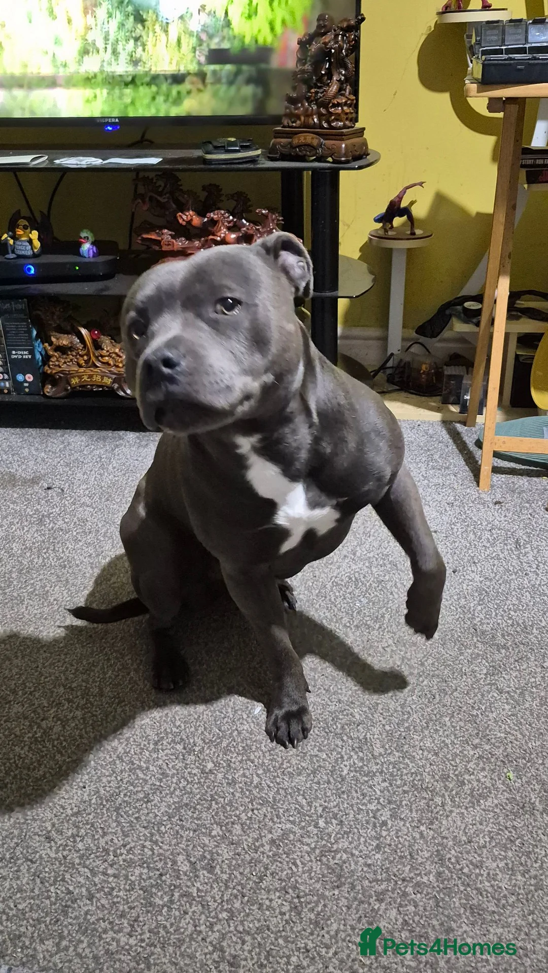 Staffordshire Bull Terrier dogs for sale: Male staffie in Rowlands Gill - Advert 4