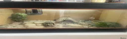 Hermann Tortoise reptiles for sale: Herman Tortoise  in Wingate - Advert 4