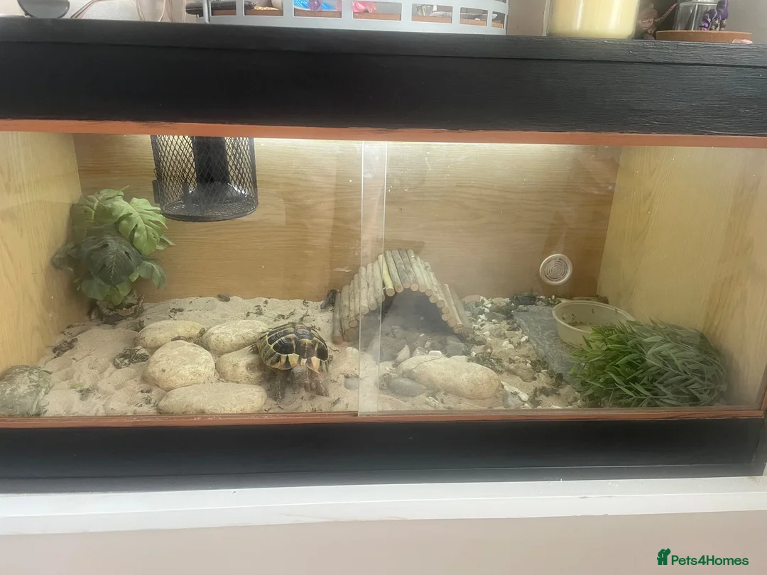 Hermann Tortoise reptiles for sale: Herman Tortoise  in Wingate - Advert 4