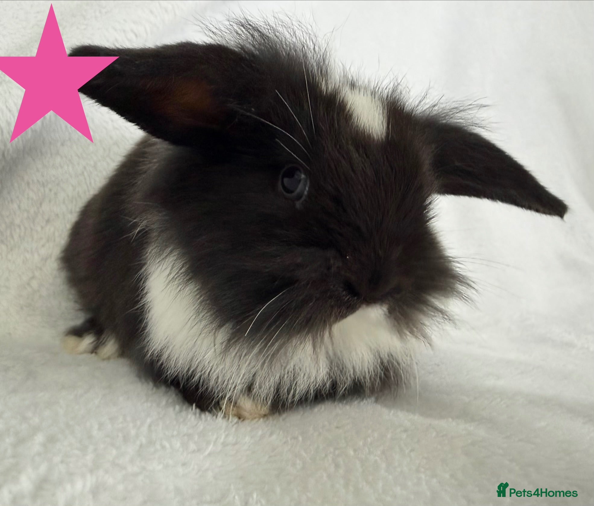 Mini Lop rabbits Beautiful mini lops **ready to reserve** - Advert 2