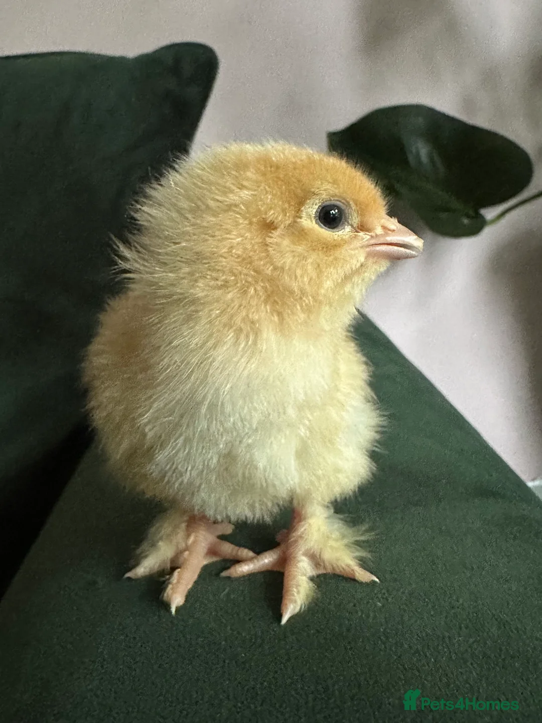 Chickens poultry for sale: Great Hybrid Chicks in Coventry - Advert 1