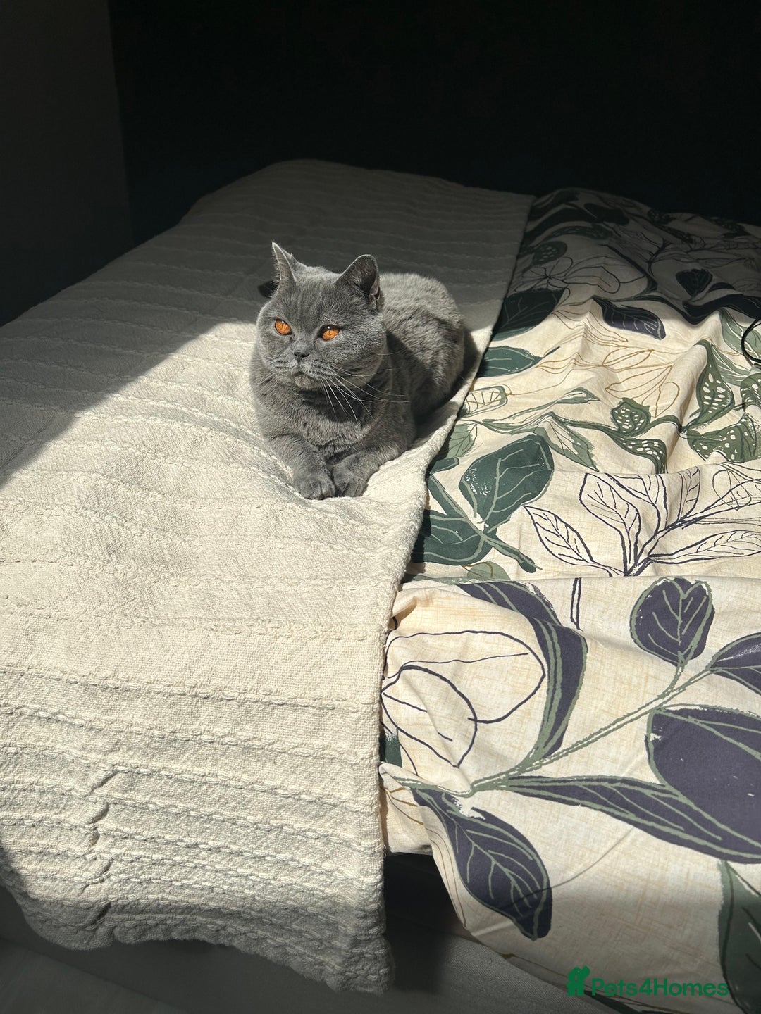 British Shorthair cats for sale: 5yo Elegant British Shorthair seeking Patient Home - Image 4