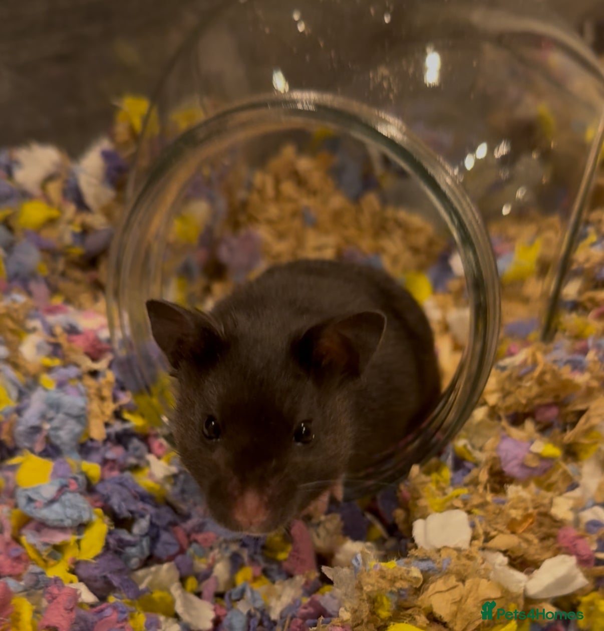 Hamster rodents Meet Sootie, Male Syrian for Adoption - Advert 16