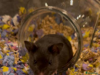 Hamster rodents Meet Sootie, Male Syrian for Adoption - Advert 9