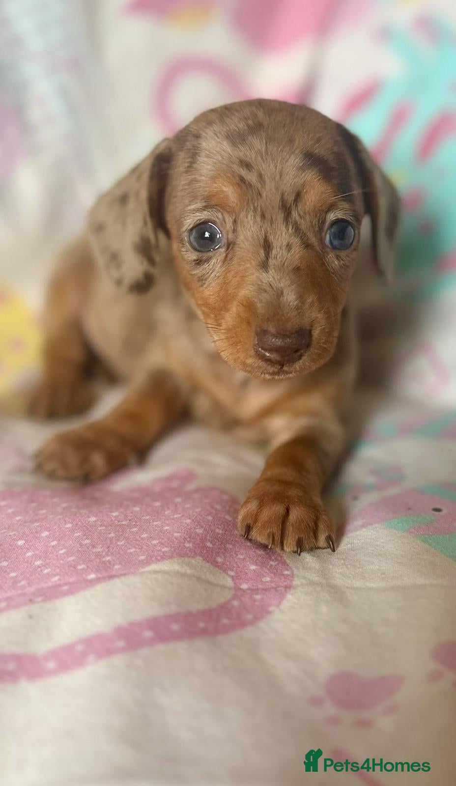 Dachshund dogs Miniature dachshund  - Advert 1