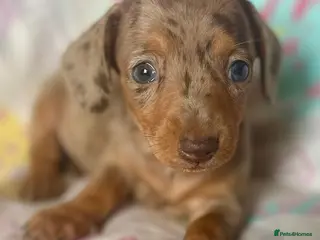 Dachshund dogs Miniature dachshund - Advert 1