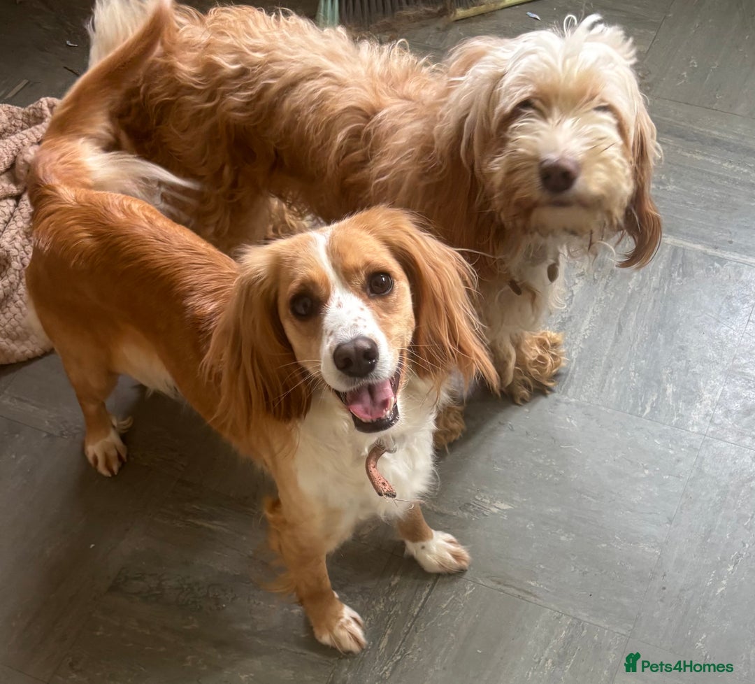Cockapoo dogs for sale: 2 female sister cockapoos aged 3 in Leeds - Image 1