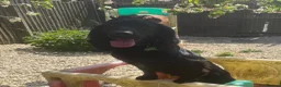 Cockapoo dogs for sale: 💖 Exceptional F1 Cockapoo Puppies 💖  - Advert 10