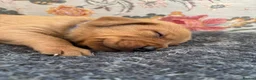 Labrador Retriever dogs for sale: Fox Red Labrador Puppies - Advert 2