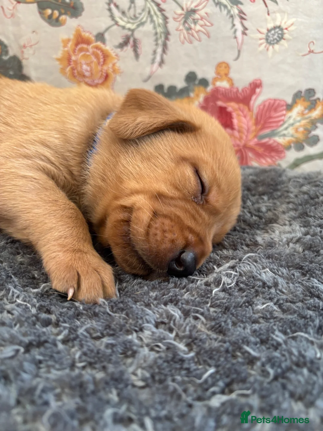 Labrador Retriever dogs for sale: Fox Red Labrador Puppies - Advert 2