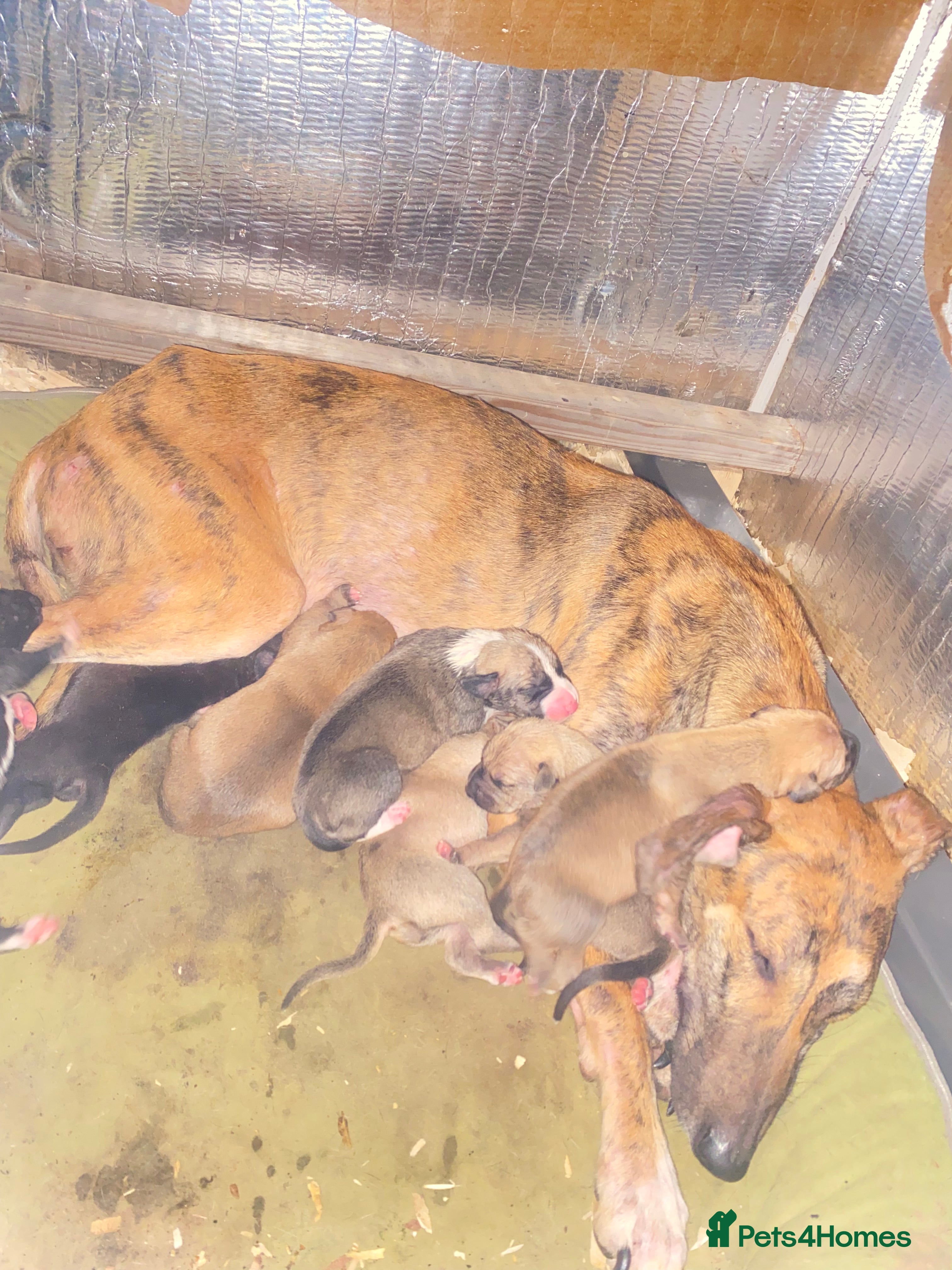 Lurcher dogs Fantastic bred lurcher puppies. Bull x - Advert 1