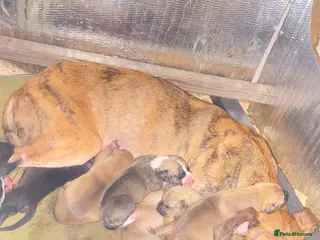 Lurcher dogs Fantastic bred lurcher puppies. Bull x - Advert 9