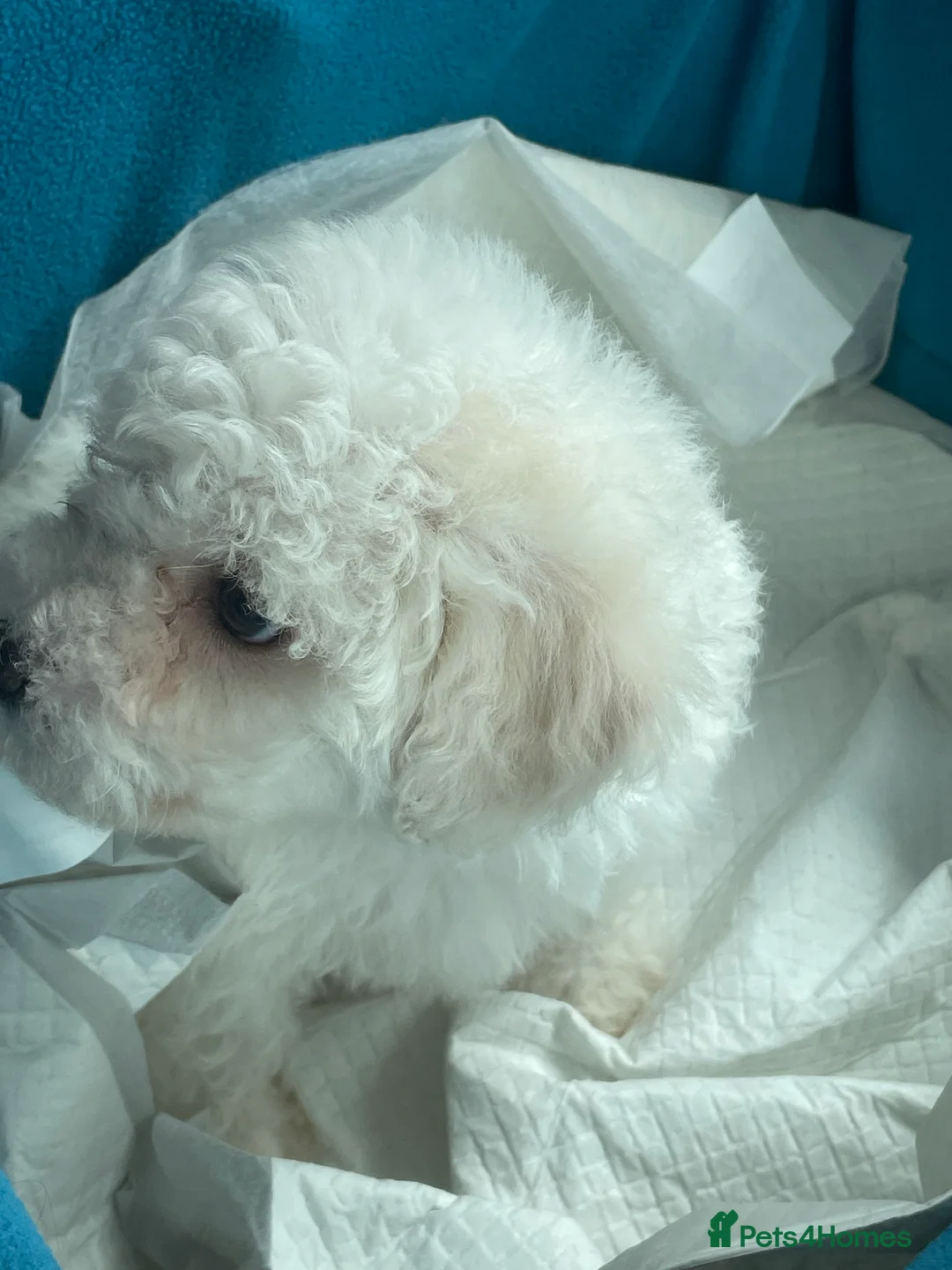 Bichon Frise dogs for sale: Male bichon frise - Advert 2