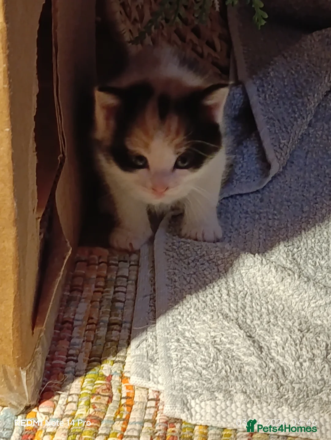 British Shorthair cats for sale: Cute cats - Advert 2